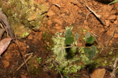 Desmodium rhytidophyllum