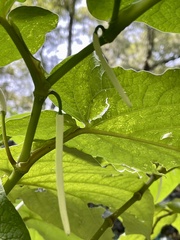 Piper auritum
