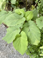Piper auritum