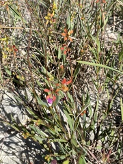 Galphimia angustifolia