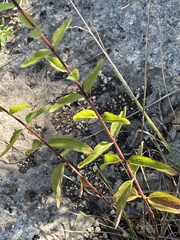 Brickellia cylindracea