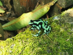 Dendrobates auratus