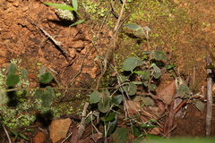 Desmodium rhytidophyllum