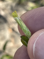 Brickellia cylindracea