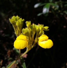 Calceolaria crenata