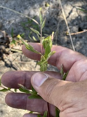 Brickellia cylindracea