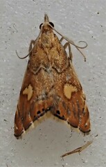 Glaucocharis leucoxantha