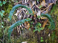 Asplenium monanthes