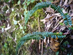 Asplenium monanthes