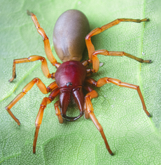Dysdera crocata