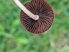 Panaeolus foenisecii