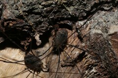 Opiliones
