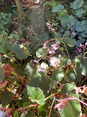 Begonia grandis