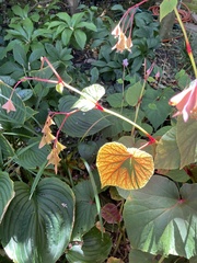 Begonia grandis