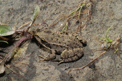 Pelophylax