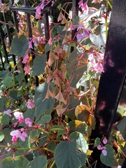 Begonia grandis