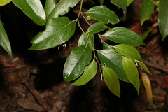 Cryptocarya rigida