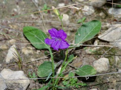 Ruellia corzoi