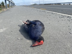 Porphyrio melanotus melanotus