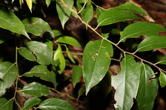 Cryptocarya rigida
