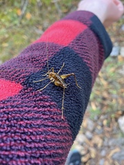 Ceuthophilus maculatus