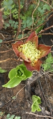 Scadoxus puniceus