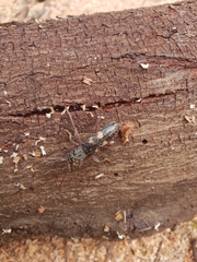 Phoracantha punctata