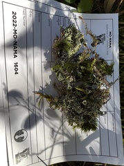 Cladonia chlorophaea