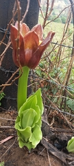 Scadoxus puniceus