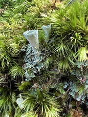Cladonia chlorophaea