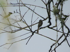 Mecocerculus leucophrys