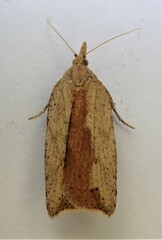 Planotortrix notophaea