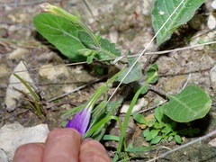 Ruellia corzoi