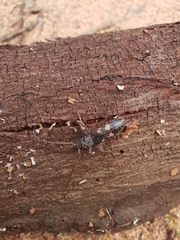 Phoracantha punctata