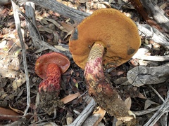 Exsudoporus