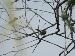 Mecocerculus leucophrys