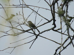 Mecocerculus leucophrys