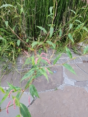 Persicaria extremiorientalis