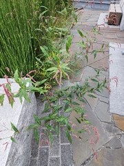 Persicaria extremiorientalis
