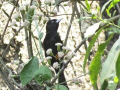 Cacicus chrysopterus