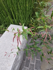 Persicaria extremiorientalis