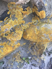 Xanthoria parietina