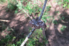 Chiomara asychis