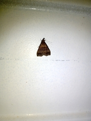 Erebidae