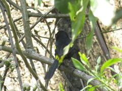 Cacicus chrysopterus