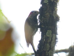 Colaptes rubiginosus