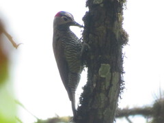 Colaptes rubiginosus