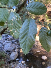 Alnus rhombifolia