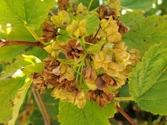 Physocarpus opulifolius