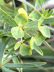 Euphorbia saratoi